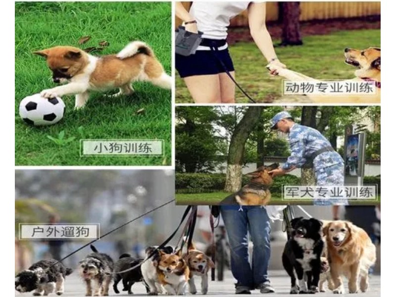宠物种类齐全