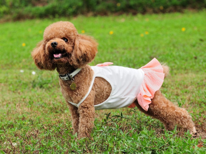 贵宾犬