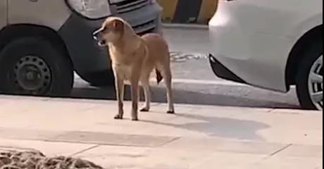 正在骂街的狗子（图二）
