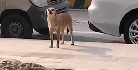 正在骂街的狗子（图三）
