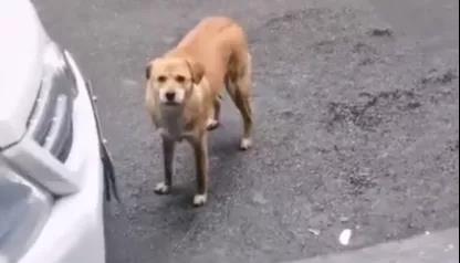 正在骂街的狗子（图四）