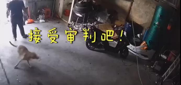 给宠物做绝育手术，会被记仇吗？真相揭秘(图10)