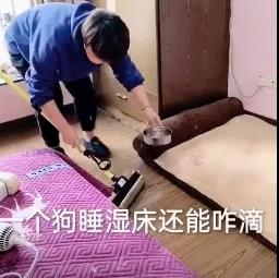 主人被狗子报复了