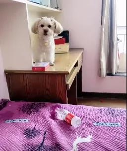 报复主人的狗子（图二）