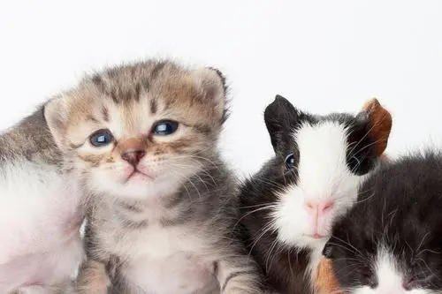 宠物猫与仓鼠