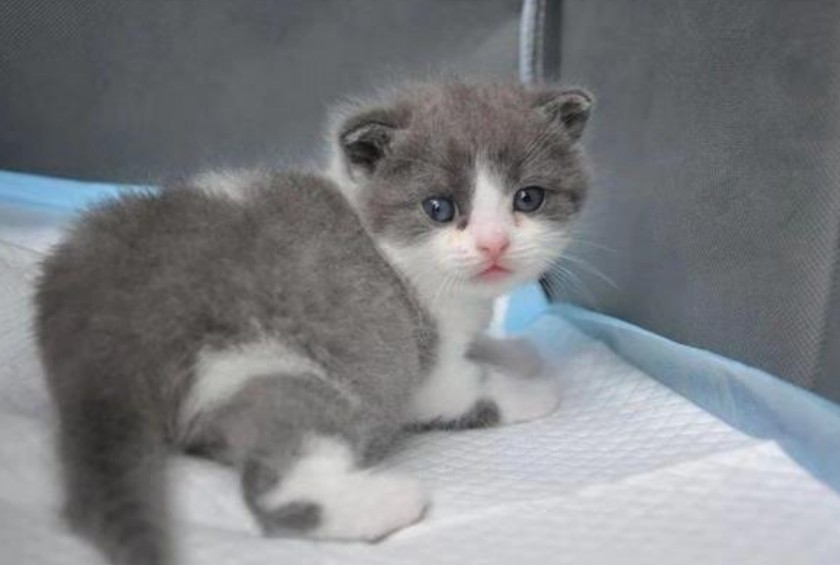 克隆猫