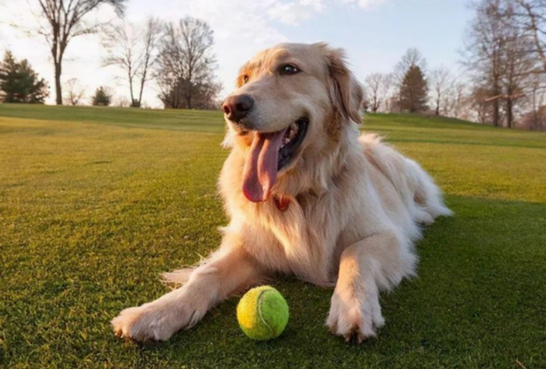 与主人在草地上玩耍的金毛犬