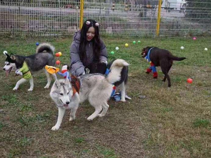 女子正在训练狗狗
