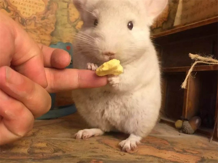 龙猫的生活习性？