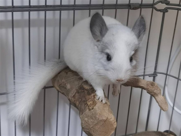 龙猫怎么喂养