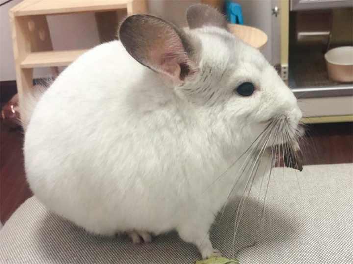 龙猫爱吃什么食物？
