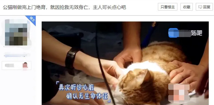 宠物绝育手术失败案例