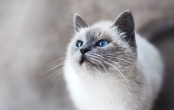 上门给猫咪做绝育手术