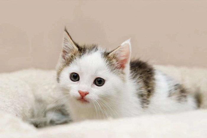 猫咪小月
