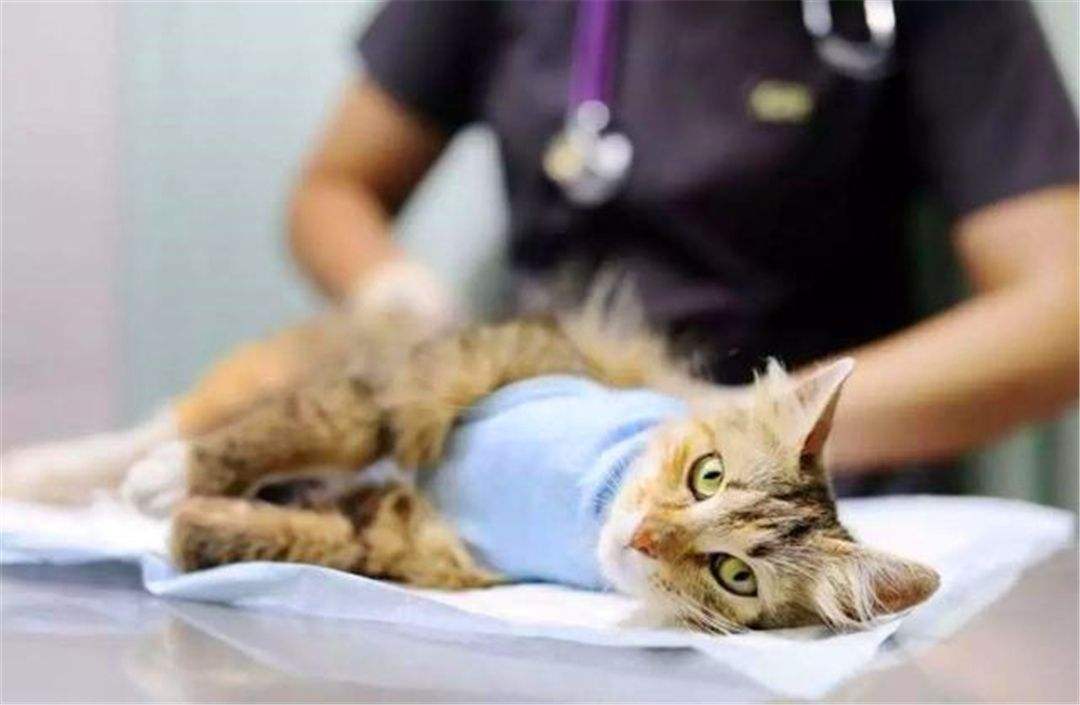 绝育手术中的猫咪