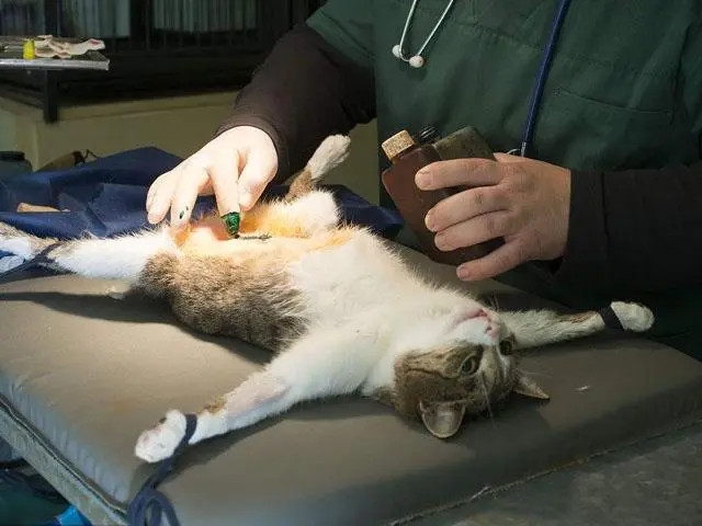 绝育手术前需要给猫咪做麻醉