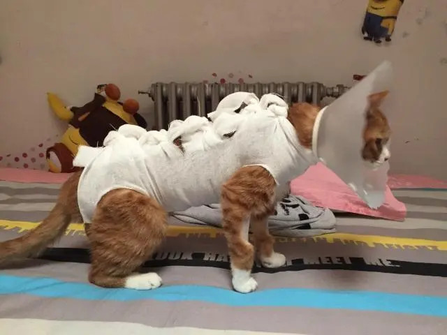 绝育手术后的猫咪