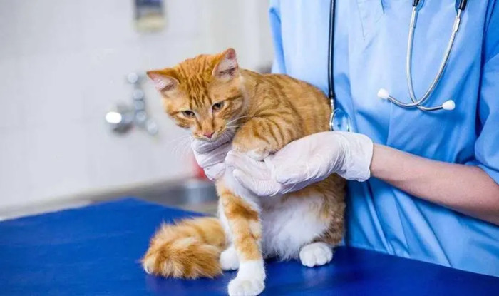 绝育手术顺利后的猫咪