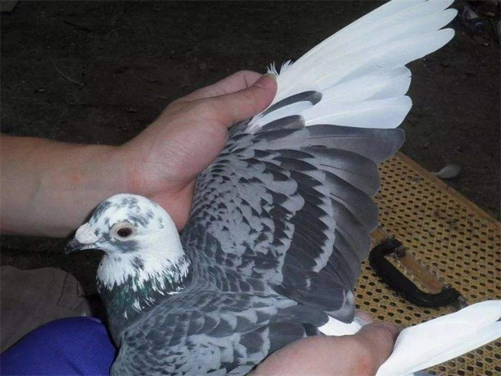 鸽子怎么护理？