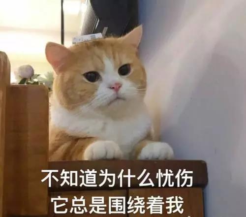为什么给毛孩子做绝育手术呢
