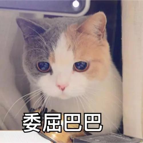 绝育后的宠物会记仇主人吗