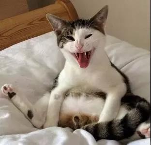 后知后觉的猫咪