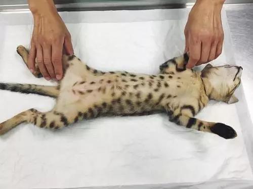 正在进行绝育手术的猫咪