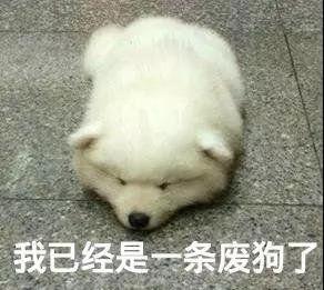 绝育后的狗子