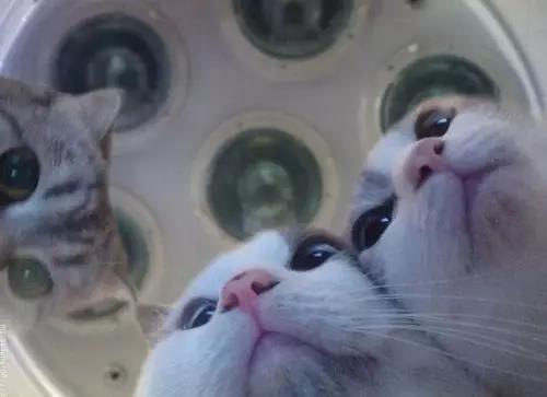 绝育手术后的猫咪