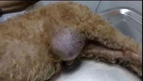 睾丸增生的症状
