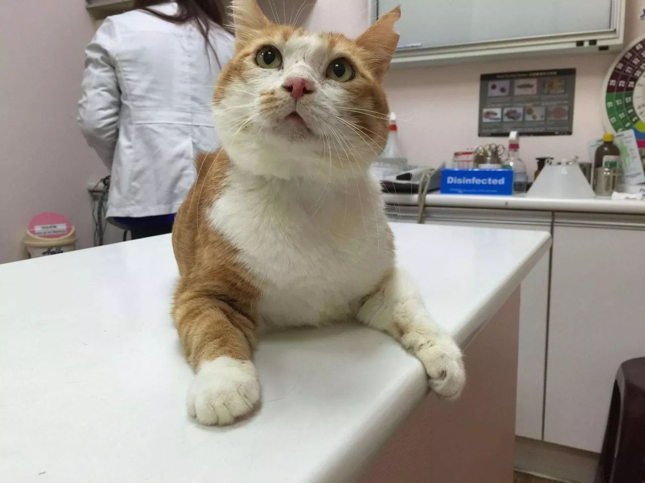 猫咪绝育的其他问题
