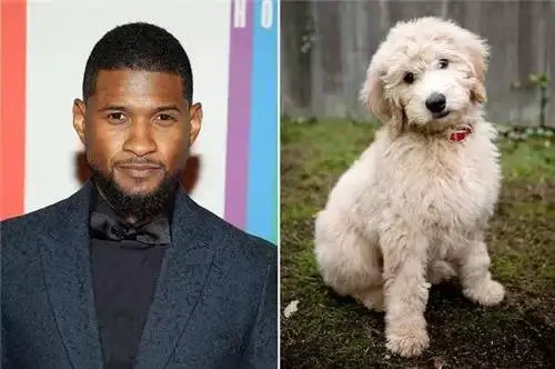 亚瑟小子与金毛寻回犬与贵宾犬结合的狗狗