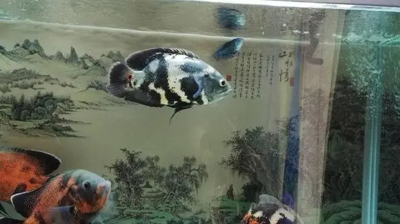 地图鱼