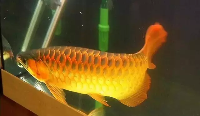 金龙鱼