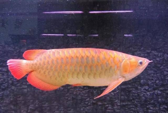 血龙鱼