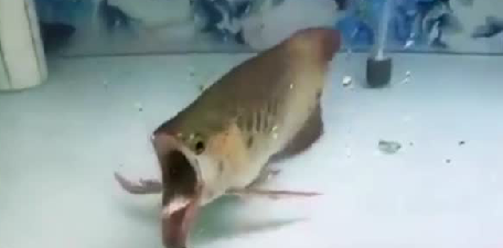 下颌脱臼的龙鱼