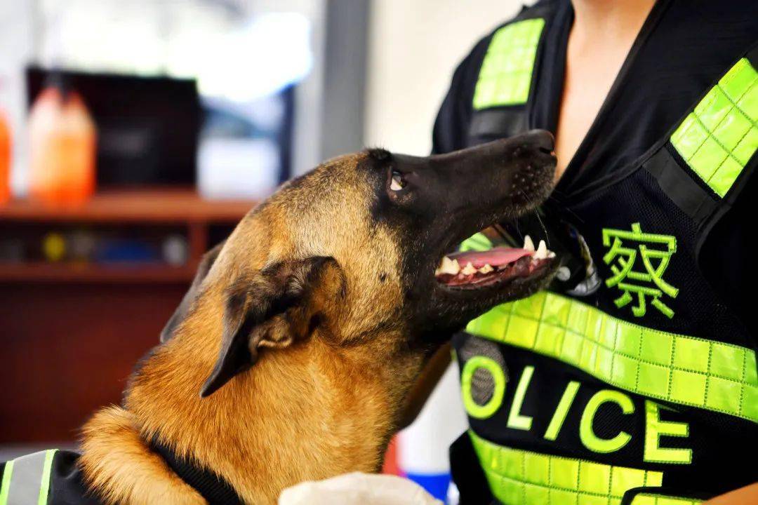 警犬鹰空