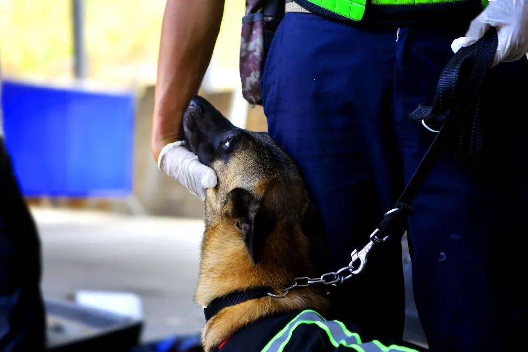 警犬鹰空