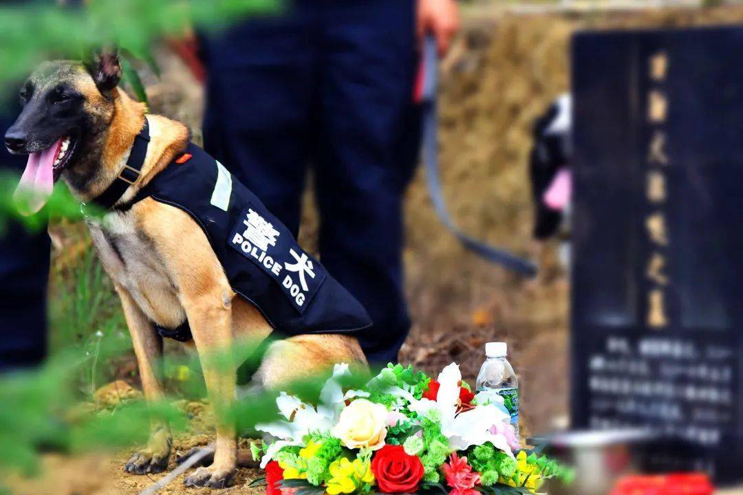 “鹰空”蹲坐在警犬“滨哒”的墓碑前（一）
