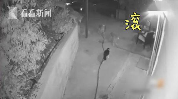 视频中的麦克斯