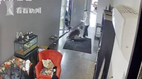 看家狗正在咬小偷