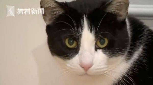 小猫麦克斯