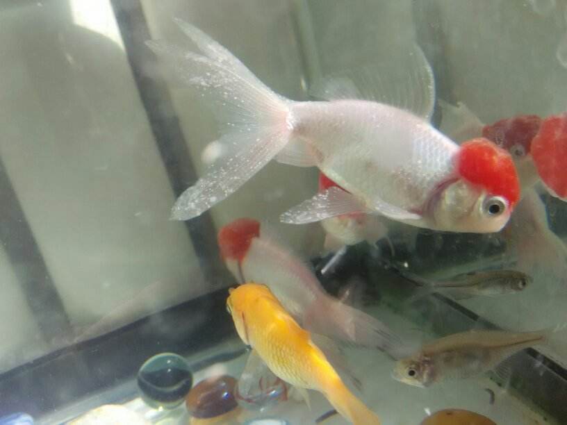 观赏鱼白眼病治疗需加温加盐