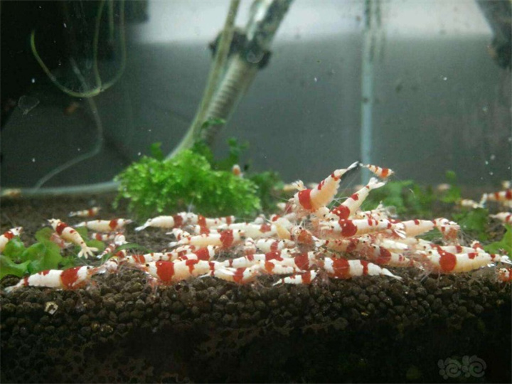 水晶虾怎么养