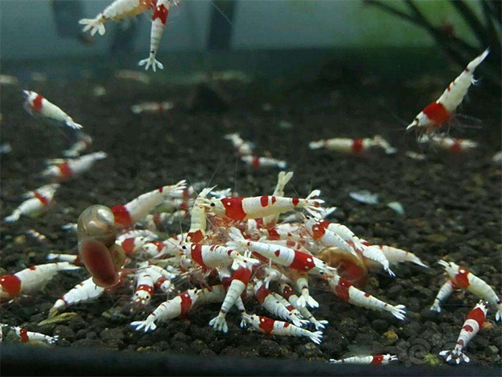 水晶虾养殖温度是多少