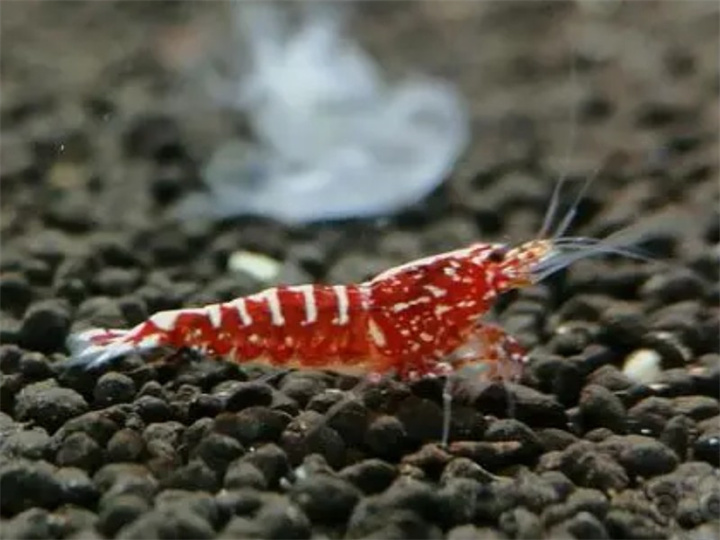 水晶虾养殖注意事项