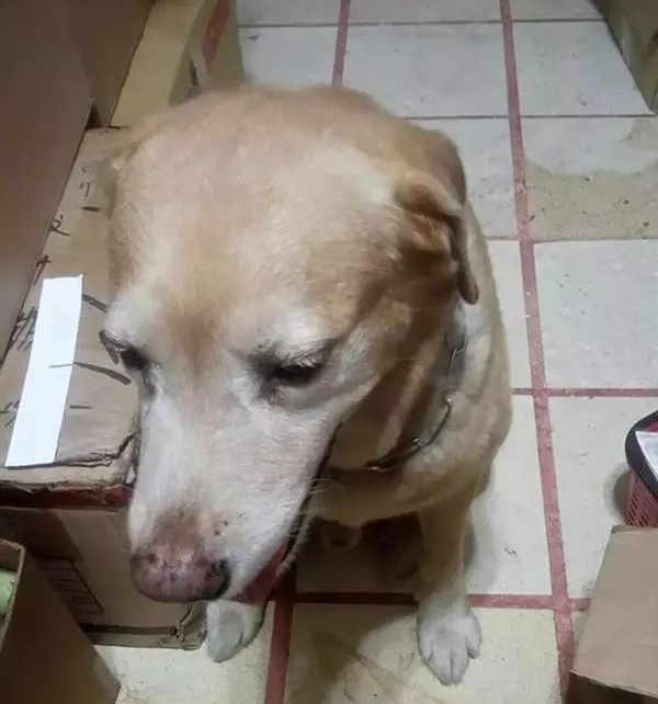 搜救犬卡拉知错后低下了可爱的小脑袋