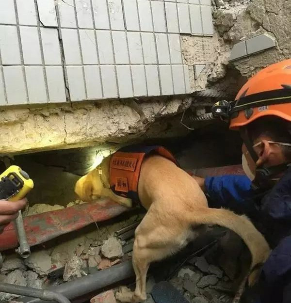 搜救犬卡拉正在工作