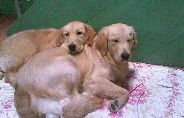 搜救犬卡拉与它的对象