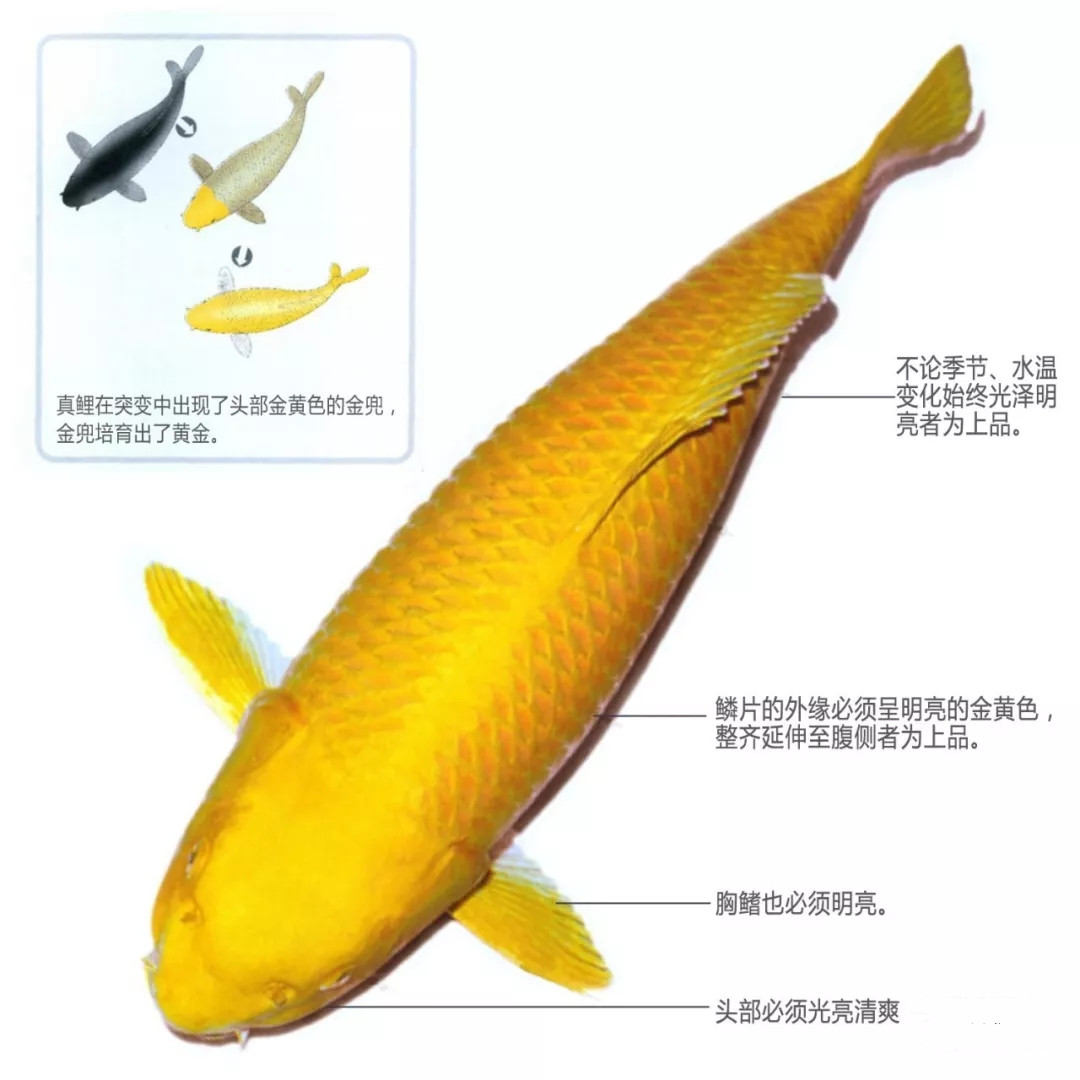 山吹黄金锦鲤图片及特点介绍